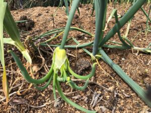 Egyptian Walking Onion - Perennial Vegetables To Grow In The UK