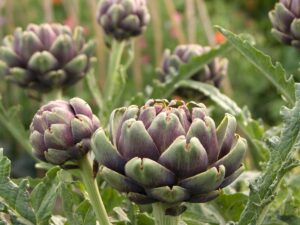 Globe artichokes - Perennial Vegetables To Grow In The UK