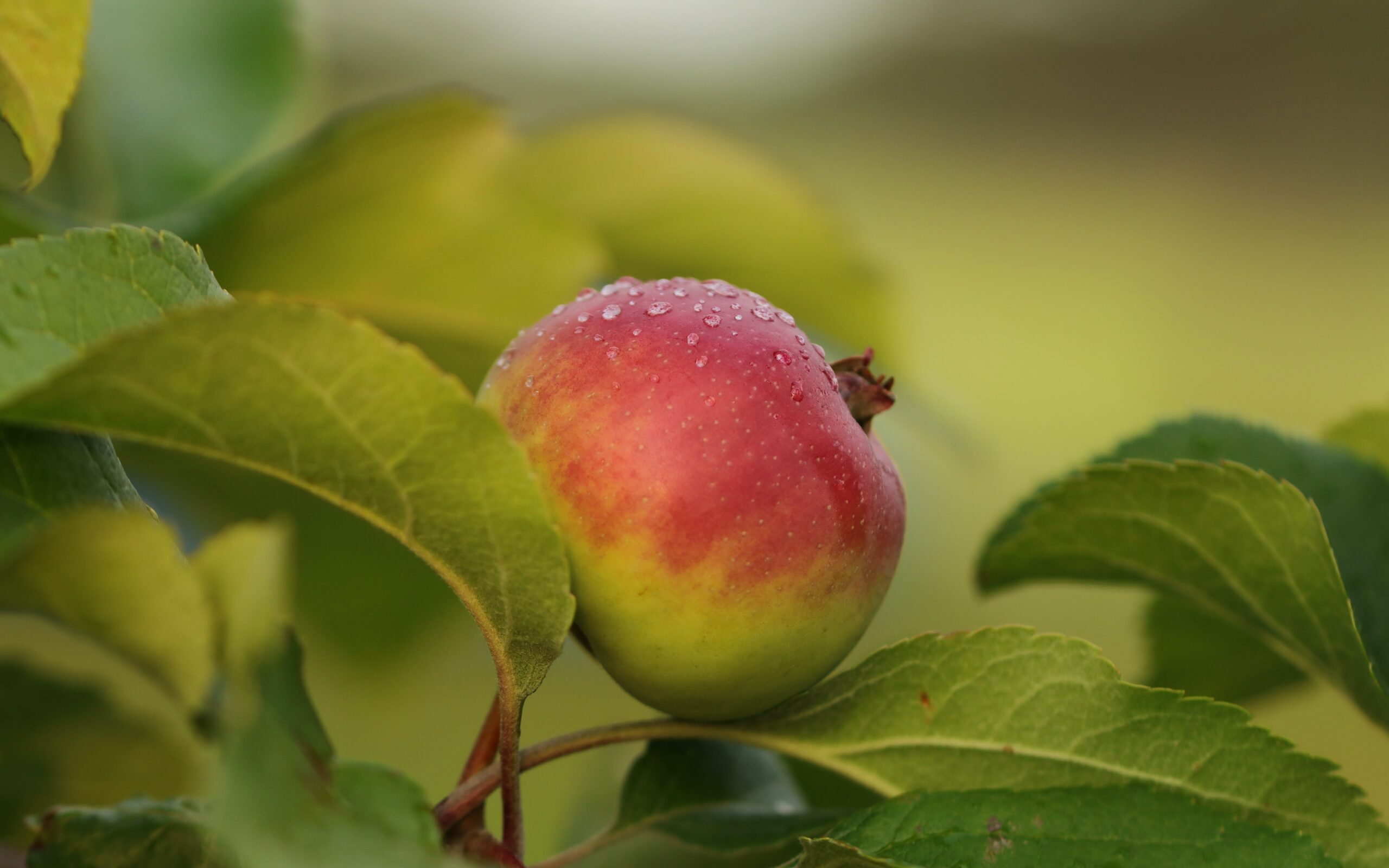 what-to-do-in-the-garden-in-august-bulb-harvest