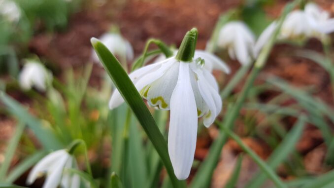 what to do in the garden in February