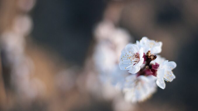 what to do in the garden in March